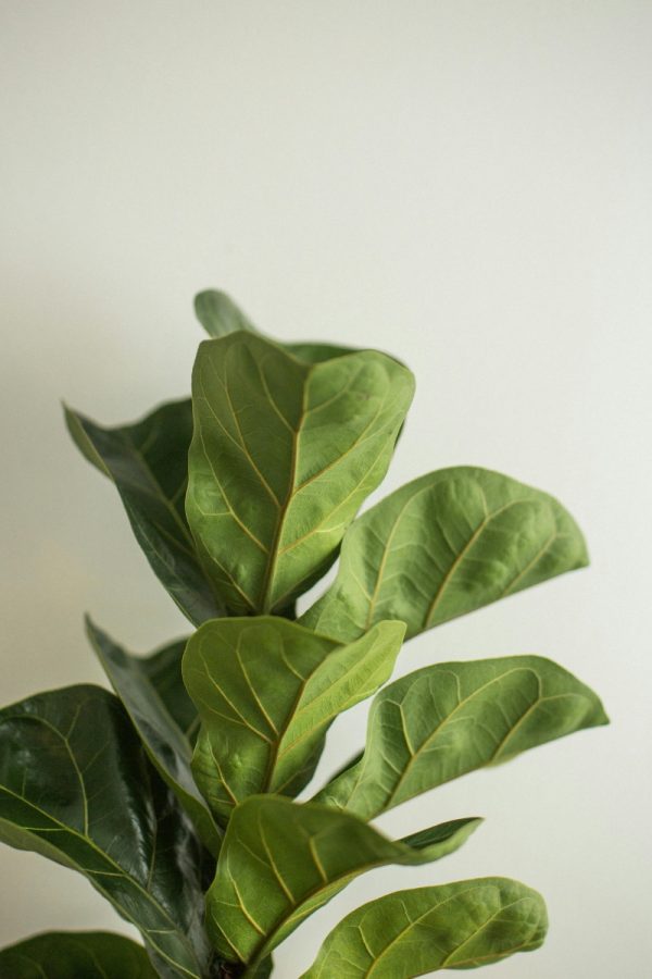 琴葉榕（Ficus lyrata）：圖片 2
