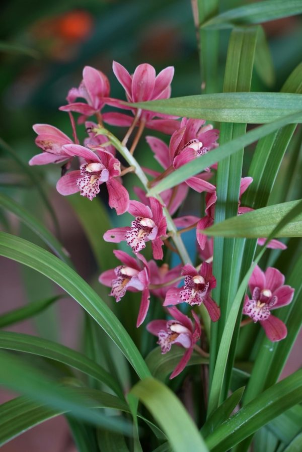 報歲蘭（墨蘭、Cymbidium sinense）：圖片 2