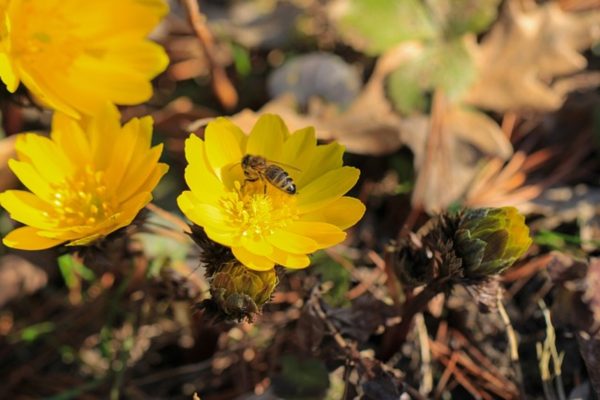 春側金盞花（福壽花、Adonis vernalis）：圖片 2