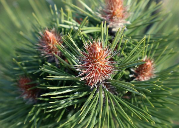松樹（Pinus spp.）：圖片 2