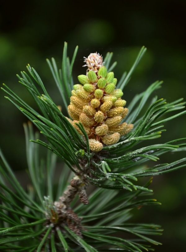 松樹（Pinus spp.）