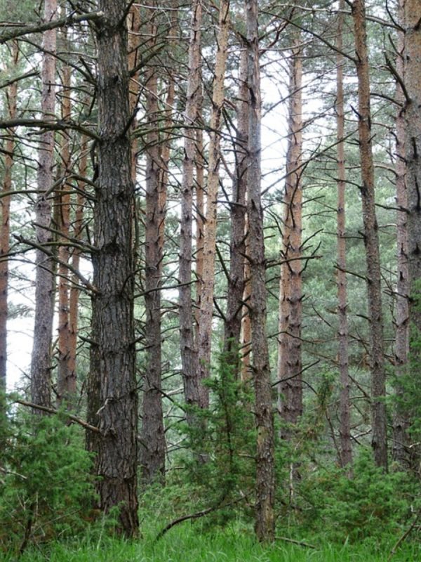 松樹（Pinus spp.）：圖片 4
