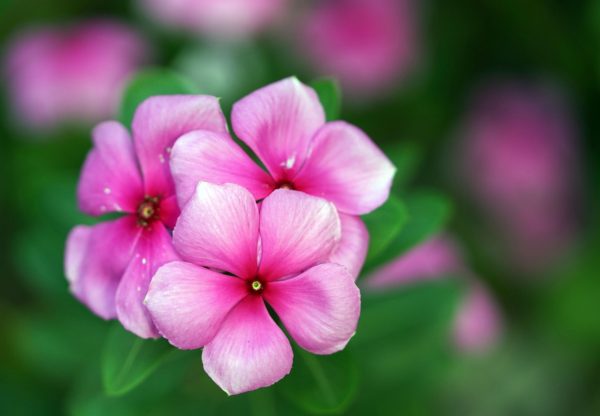 日日春（長春花、Catharanthus roseus）