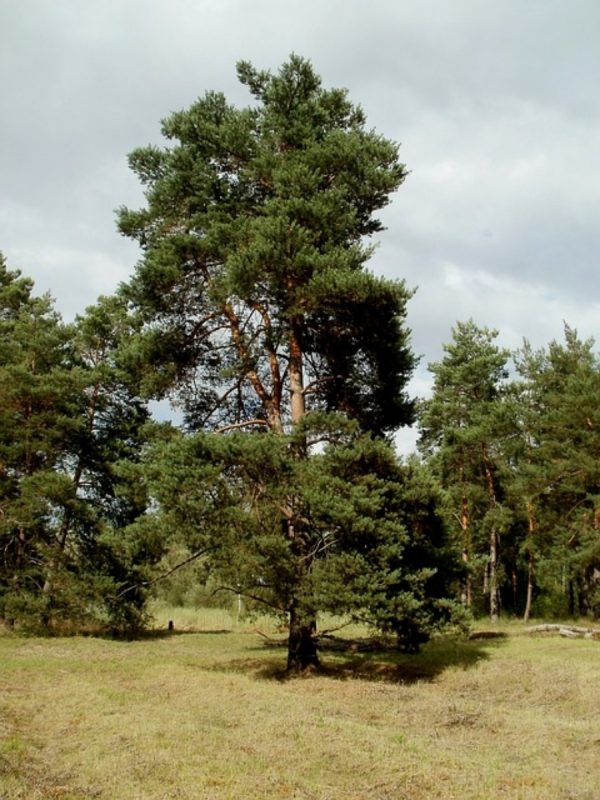松樹（Pinus spp.）：圖片 3