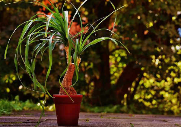 酒瓶蘭（Beaucarnea recurvata）