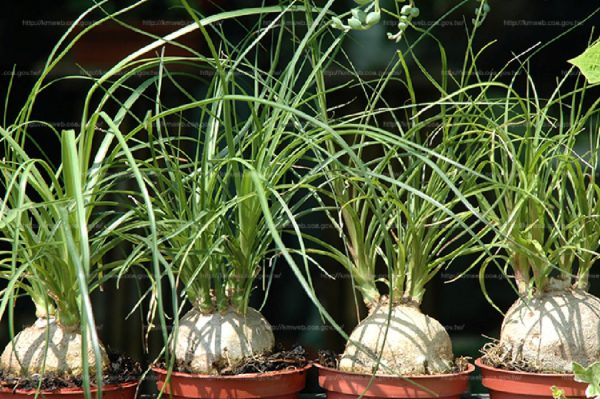 酒瓶蘭（Beaucarnea recurvata）：圖片 3