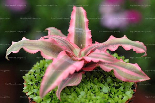 絨葉鳳梨（Guzmania spp.）：圖片 3