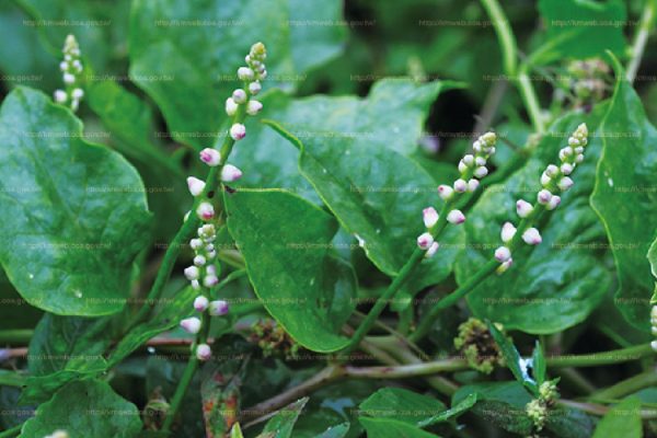 皇宮菜（落葵（Basella）：圖片 2