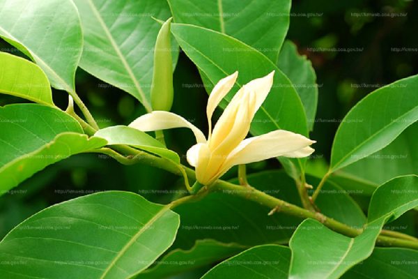 玉蘭花（Magnolia spp.）：圖片 2
