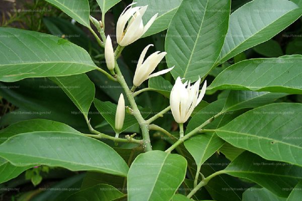 玉蘭花（Magnolia spp.）：圖片 4