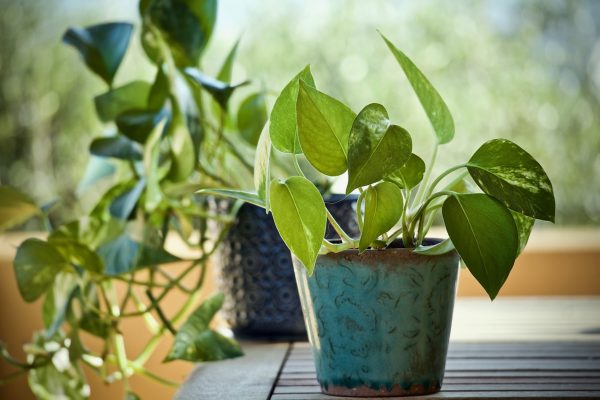 黃金葛（綠蘿、Epipremnum aureum）：圖片 2