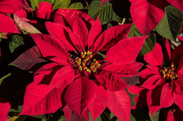 聖誕紅（Poinsettia）