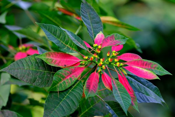 聖誕紅（Poinsettia）：圖片 2