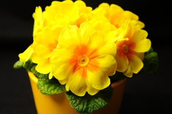 報春花（Primula spp.）：圖片 3