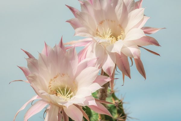 仙人掌（Cactus spp.）：圖片 2