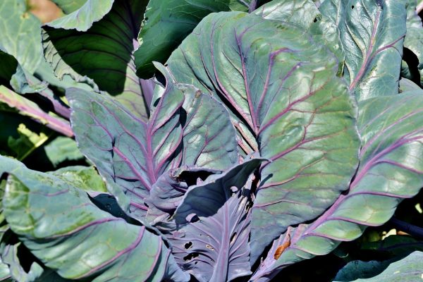 紫甘藍 （Red Cabbage）：圖片 3