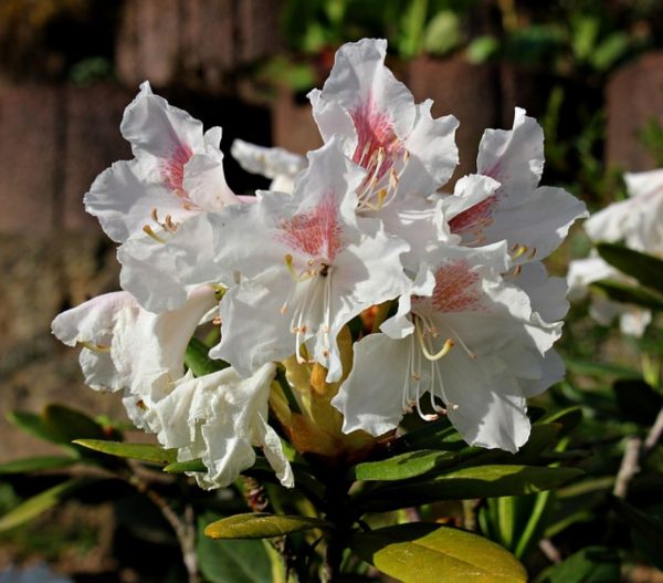 杜鵑花（Rhododendron spp.）：圖片 3