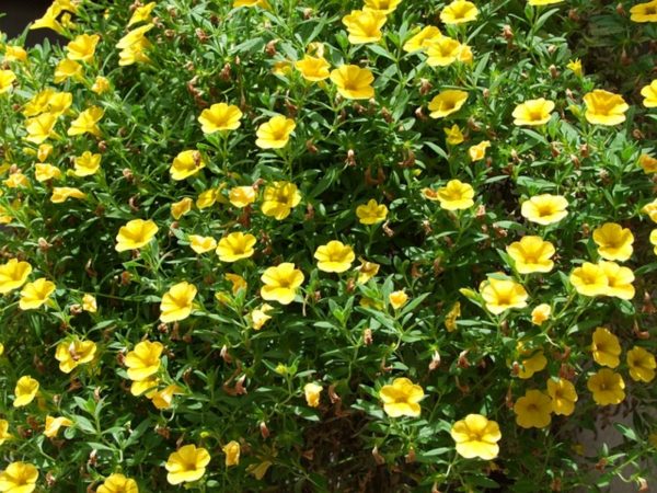 矮牽牛（Calibrachoa spp.）：圖片 4
