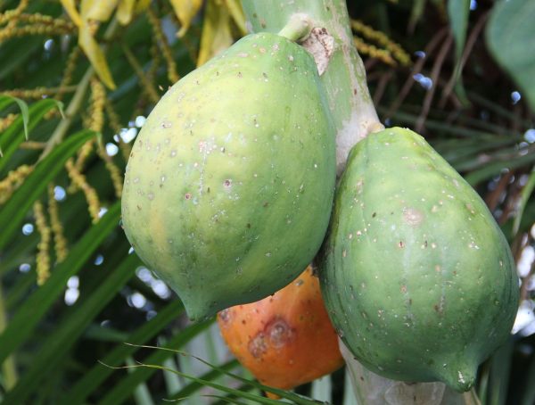 木瓜（Carica papaya）