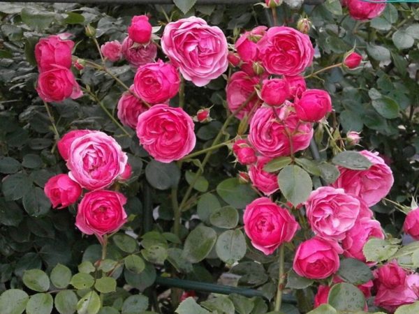 迷你玫瑰（微型月季、Miniature Rose）：圖片 4