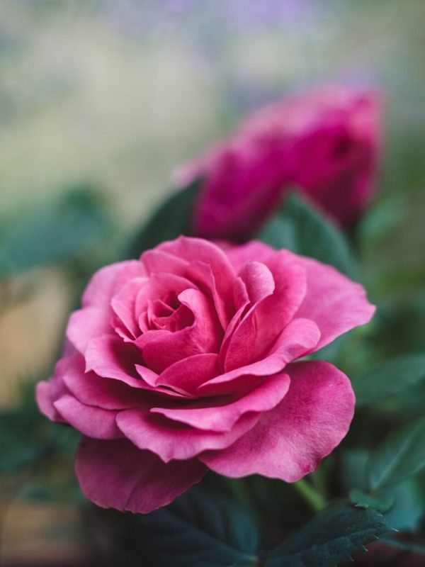迷你玫瑰（微型月季、Miniature Rose）：圖片 2