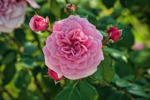 迷你玫瑰（微型月季、Miniature Rose）