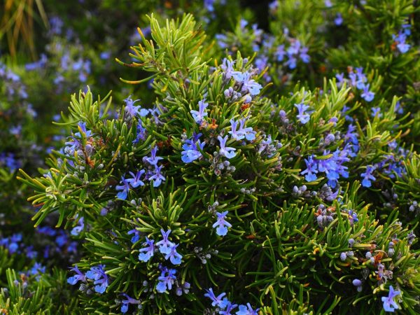 迷迭香（Rosmarinus officinalis）：圖片 2