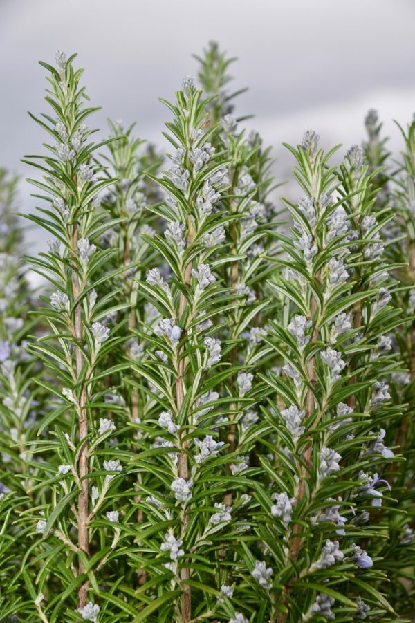 迷迭香（Rosmarinus officinalis）：圖片 4