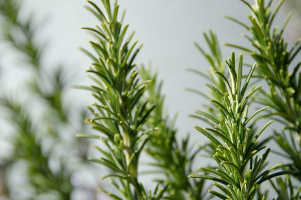 迷迭香（Rosmarinus officinalis）