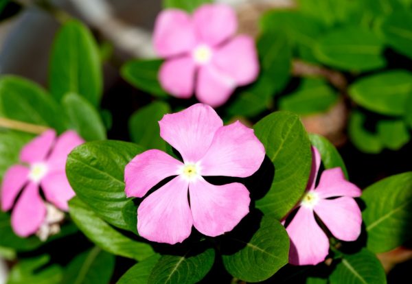 日日春（長春花、Catharanthus roseus）：圖片 2