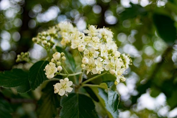水榆花楸（日本花楸、Sorbus alnifolia）：圖片 2