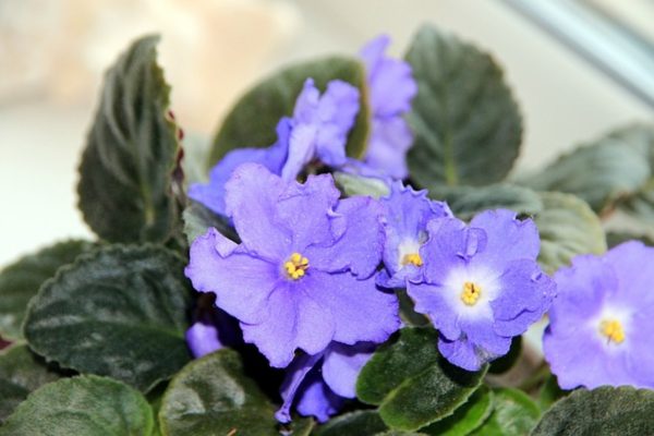非洲堇（Saintpaulia spp.）：圖片 3