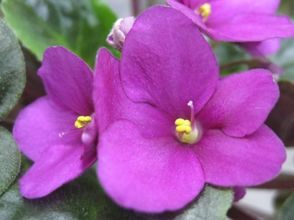 非洲堇（Saintpaulia spp.）：圖片 4