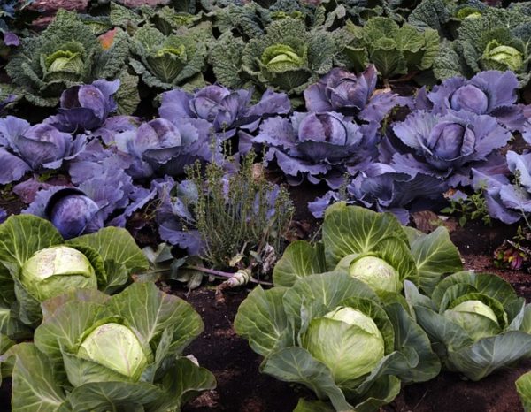 甘藍菜（Brassica oleracea）：圖片 4