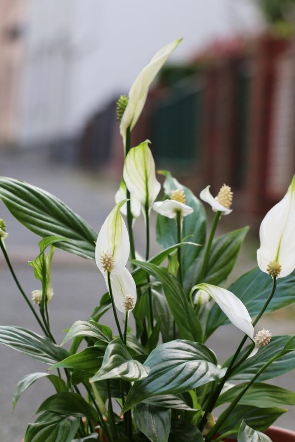 白鶴芋（白掌、Spathiphyllum）：圖片 2