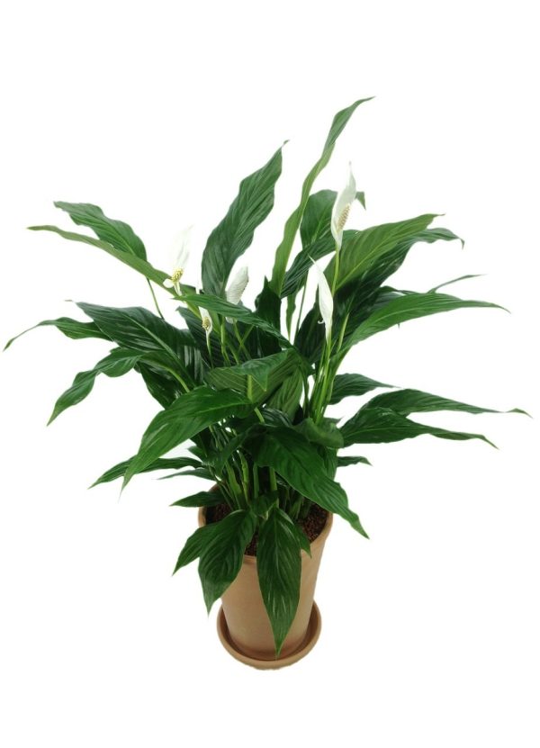白鶴芋（白掌、Spathiphyllum）：圖片 3