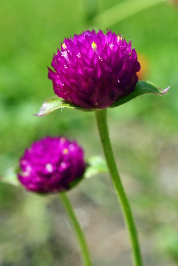 千日紅（Gomphrena globosa）