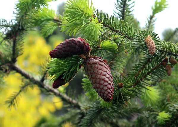 雲杉（Picea spp.）