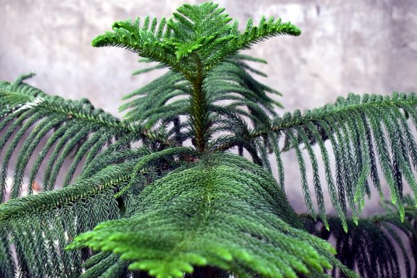 南洋杉（Araucaria heterophylla）：圖片 2