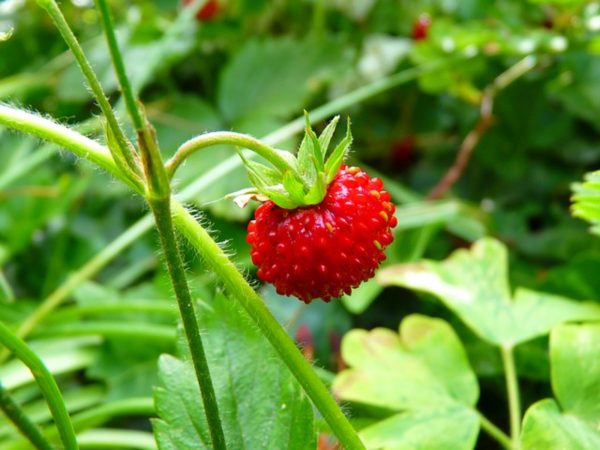 草莓（Strawberry）：圖片 4