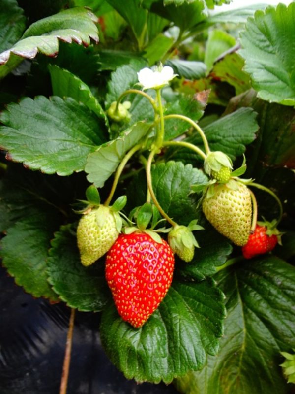 草莓（Strawberry）