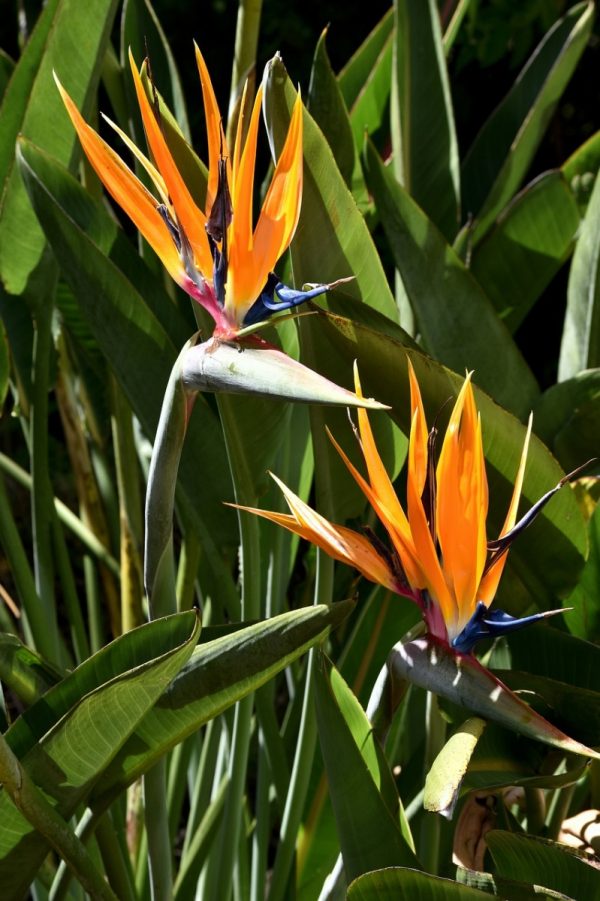 天堂鳥（Strelitzia reginae）：圖片 4