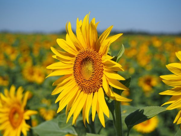 向日葵（Helianthus annuus）