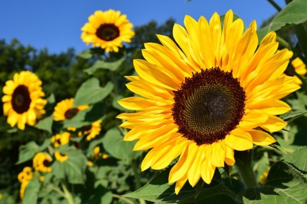矮向日葵（Dwarf Sunflower）