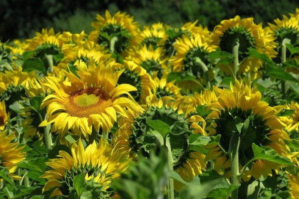 矮向日葵（Dwarf Sunflower）：圖片 2