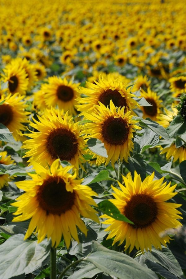 向日葵（Helianthus annuus）：圖片 4