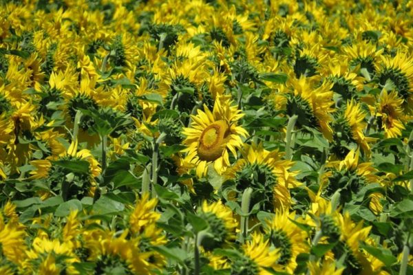 矮向日葵（Dwarf Sunflower）：圖片 4