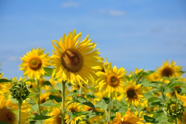 向日葵（Helianthus annuus）：圖片 2