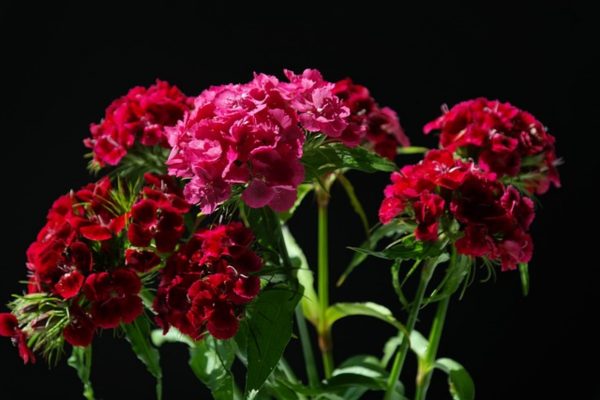 康乃馨（香石竹 、Dianthus caryophyllus）：圖片 2