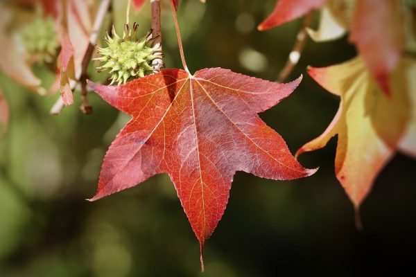 楓香（Liquidambar formosana）
